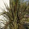 Cordyline X Banksii Electric Star -Boutique D'arbustes cordyline x banksii electric star 100459 1