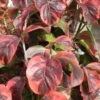 Cornus Florida Rainbow - Cornouiller De Floride Panaché -Boutique D'arbustes cornus 20florida rainbow 9522 1