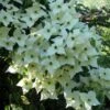 Cornus Kousa Milky Way- Cornouiller Du Japon Blanc -Boutique D'arbustes cornus kousa milky way 781212 1 2