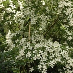 Cornus Norman Hadden - Cornouiller à Fleurs