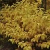 Cornus Sanguinea Mid Winter Fire - Cornouiller Sanguin 2 Cornus Sanguinea Mid Winter Fire - Cornouiller Sanguin -Boutique D'arbustes cornus sanguinea midwinter fire 7808 1