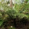 Cyathea Dealbata - Fougère Arborescente -Boutique D'arbustes cyathea dealbata 85292 1