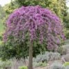 Gainier Du Canada - Cercis Canadensis Cascading Hearts 1 Gainier Du Canada - Cercis Canadensis Cascading Hearts -Boutique D'arbustes gainier du canada cascading hearts 22857