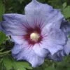 Hibiscus Syriacus Oiseau Bleu (Marina) - Althéa Bleu -Boutique D'arbustes hibiscus oiseau bleu 7849 1