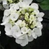 Hortensia - Hydrangea Macrophylla Libelle (Teller White) -Boutique D'arbustes hortensia Libelle 67998 3