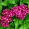 Hortensia - Hydrangea Macrophylla Green Shadow En Pot De 2/3L -Boutique D'arbustes hortensia hydrangea macrophylla green shadow 671147 1