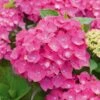 Hortensia - Hydrangea Macrophylla Leuchtfeuer -Boutique D'arbustes hortensia leuchtfeuer 80063 1