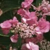 Hortensia - Hydrangea Serrata Santiago -Boutique D'arbustes hortensia serrata santiago 67871 1