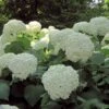 Hortensia Arborescens Strong Annabelle ( Incrediball ) -Boutique D'arbustes hydrangea arborescens incrediball 7861 1 1