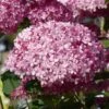 Hortensia Arborescens Pink Annabelle Ou Invincibelle -Boutique D'arbustes hydrangea arborescens invincibelle 67835 1