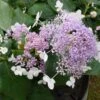 Hortensia - Hydrangea Involucrata Late Love -Boutique D'arbustes hydrangea involucrata late love 85457 1