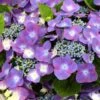 Hortensia - Hydrangea Macrophylla Kardinal Violet -Boutique D'arbustes hydrangea macrophylla kardinal violet 83185 1