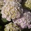 Hortensia - Hydrangea Macrophylla Kazan -Boutique D'arbustes hydrangea macrophylla kazan 86040 1