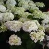 Hortensia - Hydrangea Macrophylla Mme Emile Mouillère -Boutique D'arbustes hydrangea macrophylla mme emile mouillere 67798 1