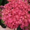 Hortensia - Hydrangea Macrophylla Princess Diana -Boutique D'arbustes hydrangea macrophylla princess diana 85714 1 1