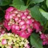 Hortensia - Hydrangea Macrophylla Baron Rouge -Boutique D'arbustes hydrangea macrophylla red baron 6712421 1