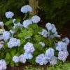 Hortensia - Hydrangea Macrophylla So Long® Ebony -Boutique D'arbustes hydrangea macrophylla so long ebony 85809 1