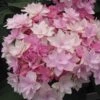 Hortensia - Hydrangea Macrophylla You And Me Romance -Boutique D'arbustes hydrangea macrophylla you and me romance 67124 1