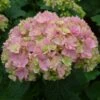 Hortensia - Hydrangea Macrophylla You And Me Together -Boutique D'arbustes hydrangea macrophylla you and me together 67859 1