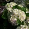Hortensia - Hydrangea Macrophylla Magical Summer Green -Boutique D'arbustes hydrangea magical summer green 78222 1