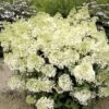 Hydrangea Paniculata Bobo - Hortensia Paniculé Nain -Boutique D'arbustes hydrangea paniculata bobo 80690 1