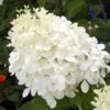 Hydrangea Paniculata Phantom - Hortensia Paniculé -Boutique D'arbustes hydrangea paniculata phantom 748512 1