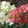 Hydrangea Paniculata Pinky Winky - Hortensia Paniculé -Boutique D'arbustes hydrangea paniculata pinky winky 81555 2