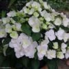 Hortensia - Hydrangea Runaway Bride -Boutique D'arbustes hydrangea runaway bride 85487 1
