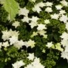 Hortensia - Hydrangea Macrophylla Fireworks White -Boutique D'arbustes hydrangea macrophylla fireworks white 83183 1