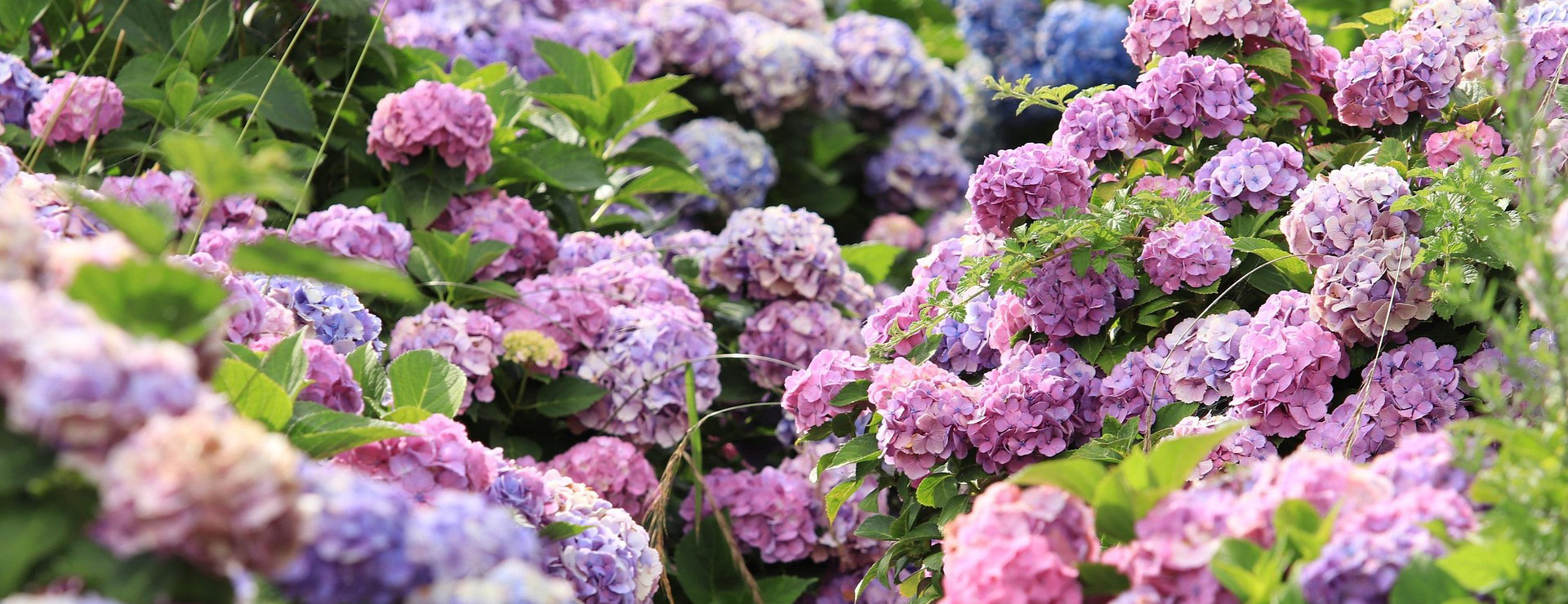 Boutique D'arbustes -Boutique D'arbustes hydrangeas 7065907 1920