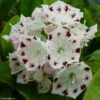 Kalmia Latifolia Freckles - Laurier Des Montagnes Noir Et Blanc -Boutique D'arbustes kalmia latifolia freckles 9665 1 2