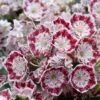 Kalmia Latifolia Minuet - Laurier Des Montagnes -Boutique D'arbustes kalmia latifolia minuet 781842 1