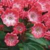 Kalmia Latifolia Pinkobello - Laurier Des Montagnes Rose Vif -Boutique D'arbustes kalmia latifolia pinkobello 781989 1 1