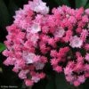 Kalmia Latifolia You Can - Laurier Des Montagnes En Camaieu De Rose -Boutique D'arbustes kalmia latifolia you can 781987 1