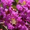 Lagerstroemia Indica Terre Chinoise - Lilas Des Indes -Boutique D'arbustes lagers terre chinoise b90