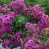 Lagerstroemia Indica Violet D'Eté Indyvio - Lilas Des Indes Violine -Boutique D'arbustes lagerstroemia indica Violet d Ete indyvio 81391 1