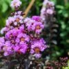 Lagerstroemia Indica Black Diamond Lavender Lace - Lilas Des Indes -Boutique D'arbustes lagerstroemia indica black diamond lavender lace copyright 1006861 1