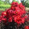 Lagerstroemia Indica Black Solitaire (Black Diamond) Red Hot - Lilas Des Indes -Boutique D'arbustes lagerstroemia indica black solitaire red hot 86045 1 1