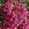 Lagerstroemia Indica Summer Beauty Velma's Royal Delight - Lilas Des Indes -Boutique D'arbustes lagerstroemia indica summer beauty velma s royal delight 85959 1