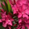 Laurier Rose Italia - Nerium Oleander -Boutique D'arbustes laurier rose italia nerium oleander copyright 870492 1