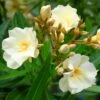 Laurier Rose Luteum Plenum - Nerium Oleander -Boutique D'arbustes laurier rose luteum plenum nerium oleander copyright 870561 1