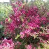 Leptospermum Wiri Kerry - Arbre à Thé -Boutique D'arbustes leptospermum wiri kerry 83361 1 1