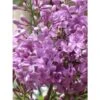 Lilas - Syringa Chinensis Saugeana -Boutique D'arbustes lilas saugeana 3922