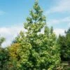 Liquidambar Styraciflua Thea - Copalme D'Amérique -Boutique D'arbustes liquidambar styraciflua thea 84140 1