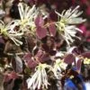 Loropetalum Chinense Ruby Snow -Boutique D'arbustes loropetalum chinense ruby snow 86120 1