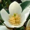Magnolia Dianica Summer Snowflake - Michelia -Boutique D'arbustes magnolia dianica summer sunflake 84158 3
