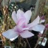 Magnolia Loebneri Leonard Messel 1 Magnolia Loebneri Leonard Messel -Boutique D'arbustes magnolia messel 7903 1