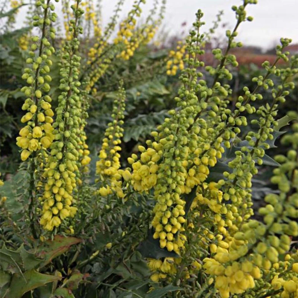Mahonia Media Winter Sun 3 Mahonia Media Winter Sun
