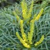 Mahonia Soft Caress - Mahonia Hybride -Boutique D'arbustes mahonia soft caress 0525 1