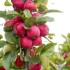 Malus Appletini (Gulliver) - Pommier D'ornement
